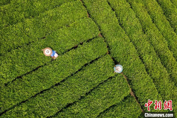 茶農(nóng)正在采摘新鮮茶葉?！√普?攝