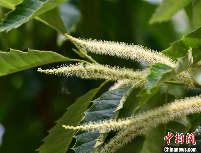 毛茸茸的栗花?！『略破?攝