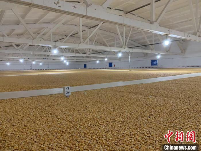 倉內(nèi)清涼干爽、遍地金黃，上千平方米的糧食盡收眼底。　王惠琳 攝