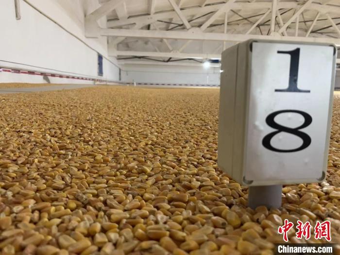 數(shù)千噸的小麥、玉米如同一塊塊被“切平”的巨型蛋糕“鑲嵌”在地面上?！⊥趸萘?攝
