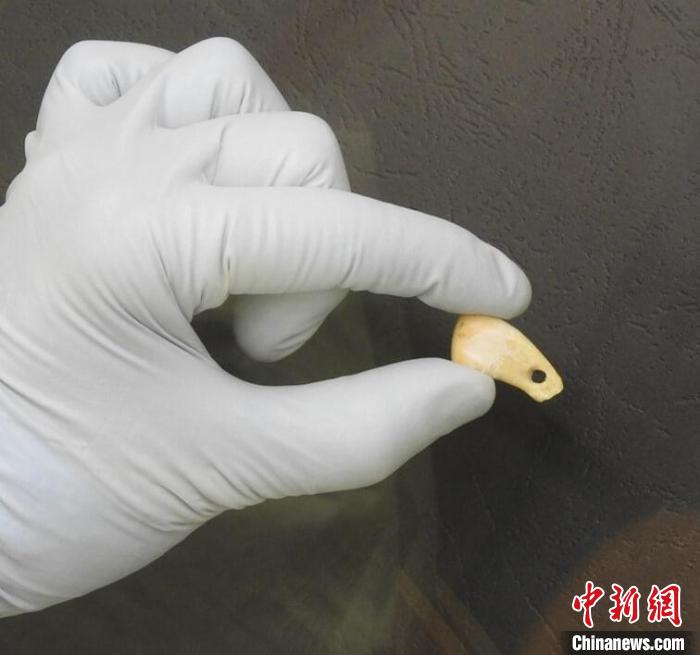 打孔鹿牙墜飾提取DNA后(圖片來自馬克斯·普朗克演化人類學研究所)?！∈┢樟指瘛ぷ匀?供圖