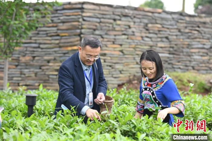 東盟國(guó)家媒體記者在辰龍關(guān)茶園采茶。　楊華峰 攝