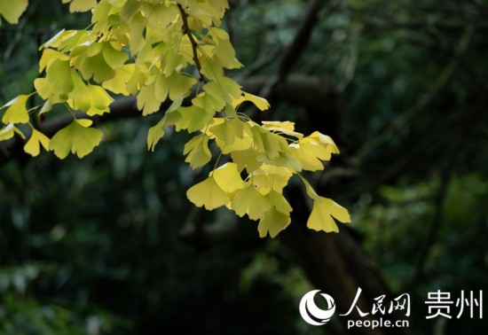 觀山湖公園秋意漸濃。人民網(wǎng) 陽茜攝