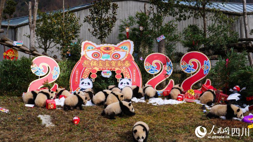 熊貓寶寶賀新春、迎冬奧。李傳有攝