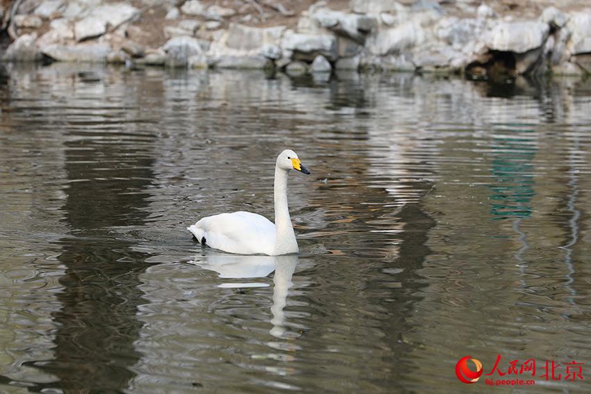 北京動物園水禽湖上，水鳥游弋其中，傳遞春的消息。人民網(wǎng) 尹星云攝