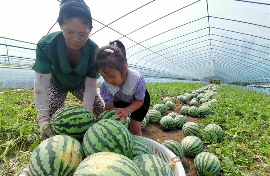在北辰區(qū)雙街鎮(zhèn)的西瓜種植基地內(nèi)，種植農(nóng)戶們正忙著采收。陳立興攝