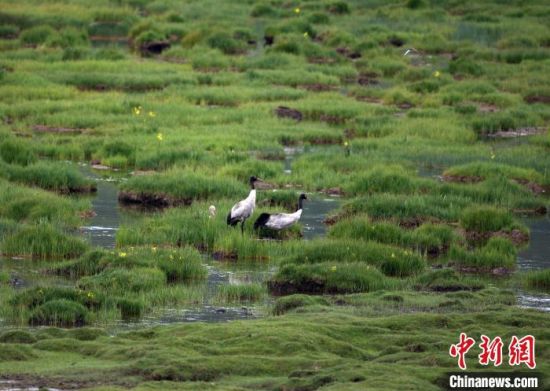 圖為祁連山國家公園青海片區(qū)內(nèi)的黑頸鶴?！∑钸B山國家公園青海省管理局供圖 攝