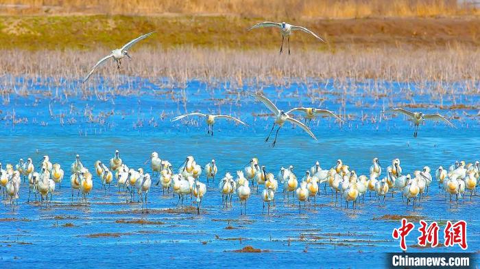 沿海濕地，鳥類天堂?！←}城市委宣傳部供圖