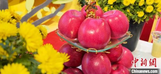 2021年10月15日，中國蘋果首屆產(chǎn)銷峰會(huì)暨甘肅平?jīng)龉焚Q(mào)易大會(huì)在平?jīng)鍪徐o寧縣開幕。(資料圖) 魏建軍 攝