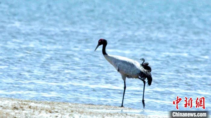 圖為黑頸鶴在青海湖畔散步?！《砣詹囟?攝