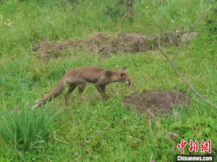 青?；ブ骄戎鷩?guó)家二級(jí)保護(hù)野生動(dòng)物赤狐