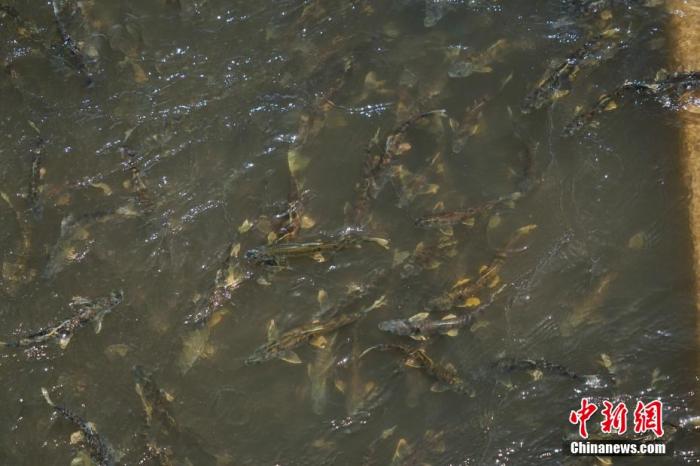資料圖：圖為今年5月底到8月初，青海湟魚洄游產(chǎn)卵 馬銘言攝