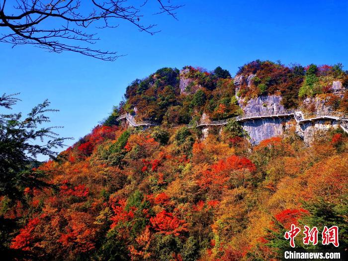 巴山大峽谷漫天紅葉?！埰?攝