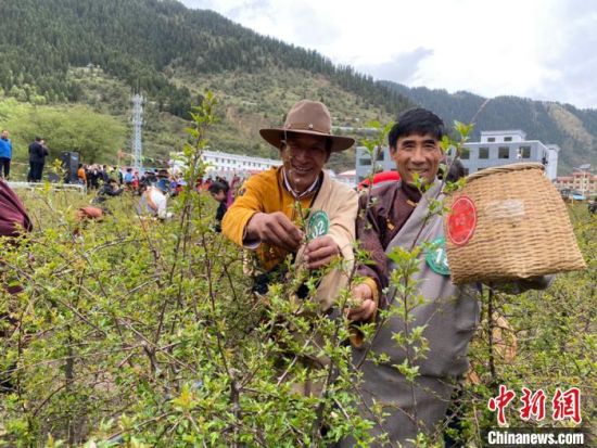 圖為當(dāng)?shù)剞r(nóng)牧民進(jìn)行藏雪茶采摘比賽?！⊥鮿x 攝