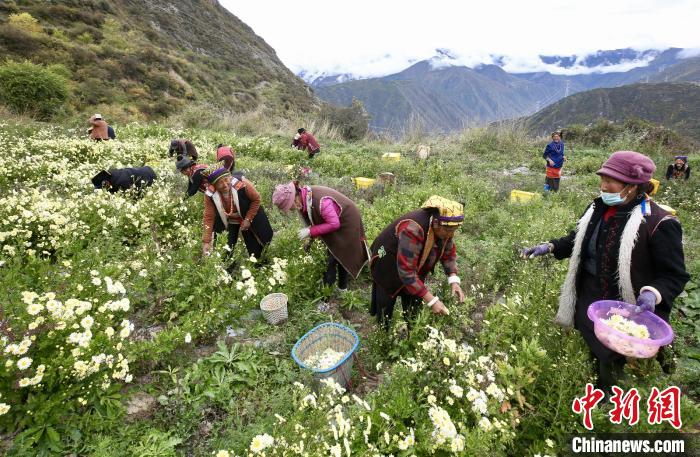 “落戶”黑水的杭白菊。桐鄉(xiāng)市宣傳部提供