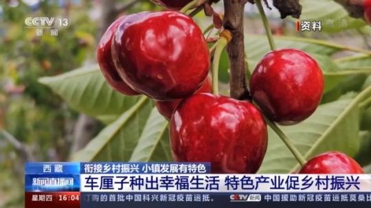 種蘑菇、養(yǎng)駱駝...。。特色產業(yè)助力鄉(xiāng)村振興走新路