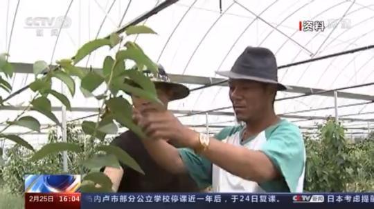 種蘑菇、養(yǎng)駱駝...。。特色產業(yè)助力鄉(xiāng)村振興走新路