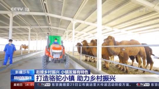 種蘑菇、養(yǎng)駱駝...。。特色產業(yè)助力鄉(xiāng)村振興走新路