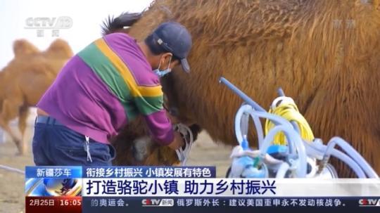 種蘑菇、養(yǎng)駱駝...。。特色產業(yè)助力鄉(xiāng)村振興走新路