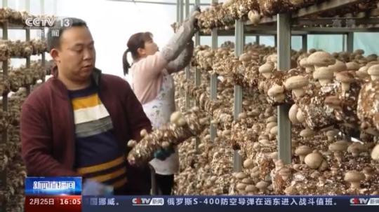 種蘑菇、養(yǎng)駱駝...。。特色產業(yè)助力鄉(xiāng)村振興走新路