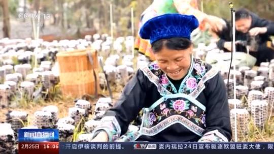 種蘑菇、養(yǎng)駱駝...。。特色產業(yè)助力鄉(xiāng)村振興走新路