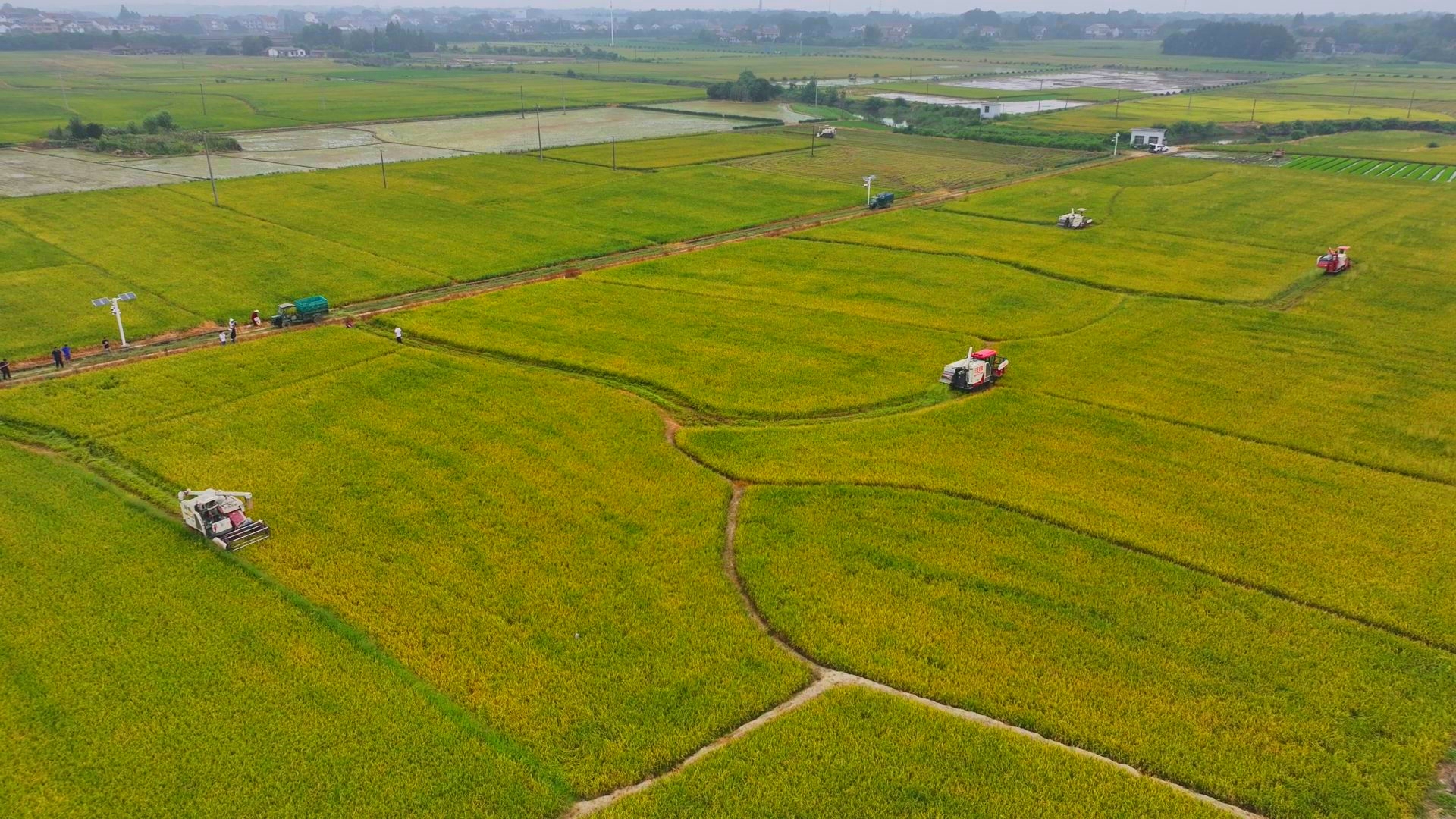 數(shù)臺收割機(jī)同時作業(yè)。常德市鼎城區(qū)融媒體中心供圖