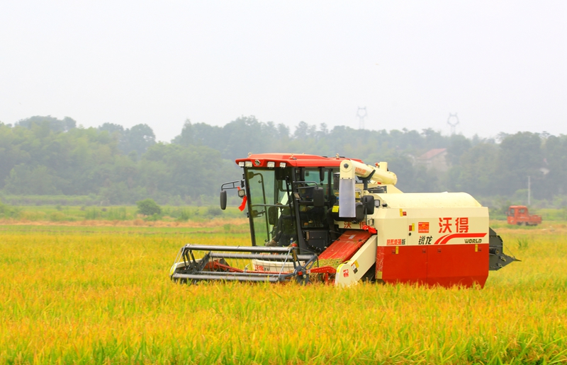 早稻收割忙，農(nóng)機(jī)來助力。常德市鼎城區(qū)融媒體中心供圖