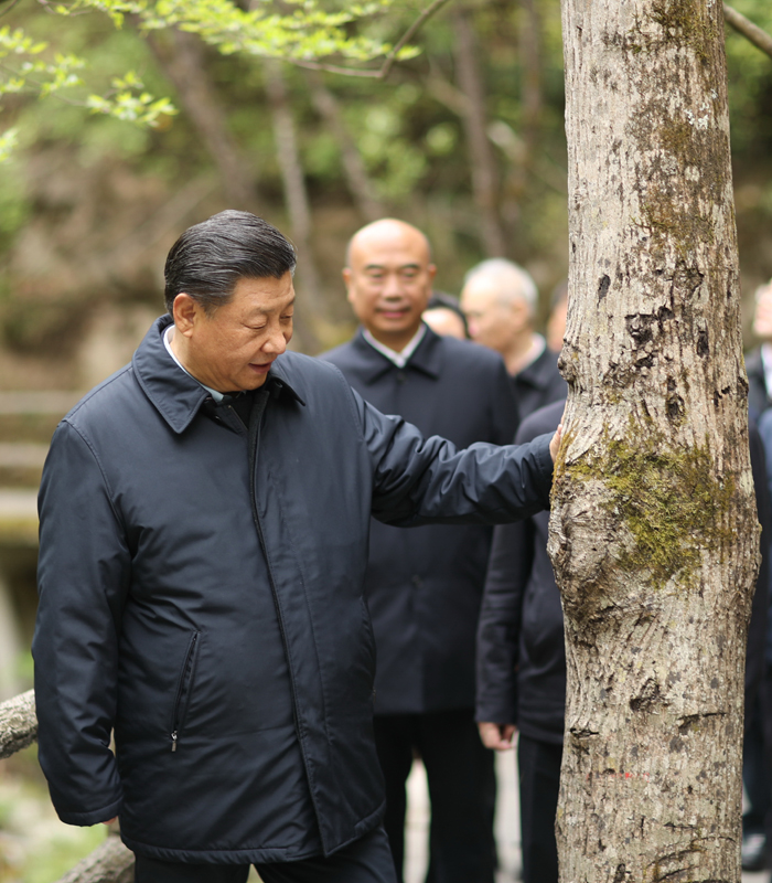 　2020年4月，習(xí)近平總書記來到位于商洛市柞水縣的秦嶺牛背梁國家級自然保護區(qū)，考察秦嶺生態(tài)保護情況。新華社記者 鞠鵬 攝