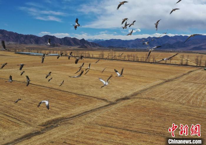 圖為黑頸鶴在拉薩市林周縣境內(nèi)飛翔?！∝暩聛?lái)松 攝