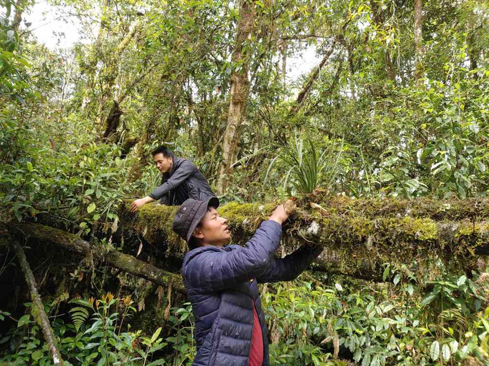 蘭花歸野。圖片由山水自然保護(hù)中心提供