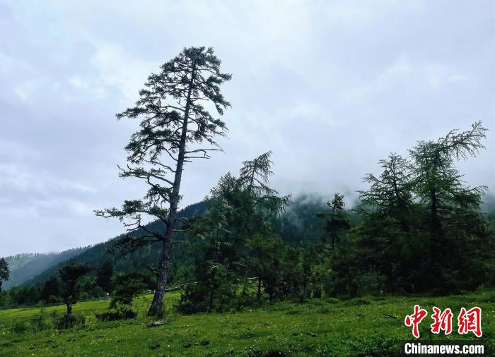 6月10日，魯朗小鎮(zhèn)高山牧場景區(qū)風光?！∪轿木?攝