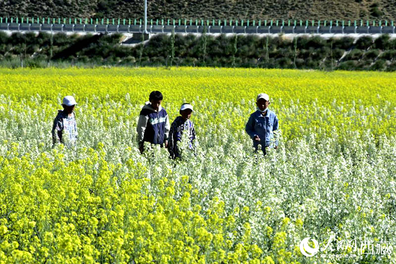小孩在油菜花田嬉戲。人民網(wǎng) 李海霞攝