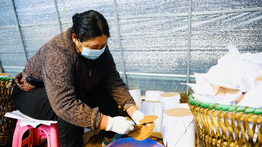采收靈芝孢子粉。