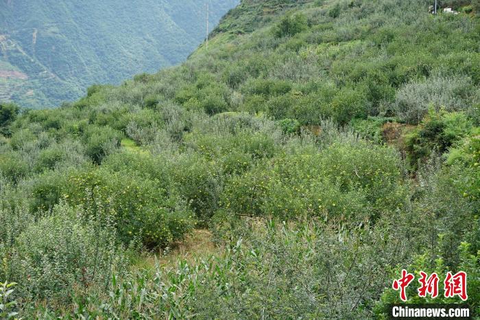 黃草坪村蘋果基地?！∽g 攝