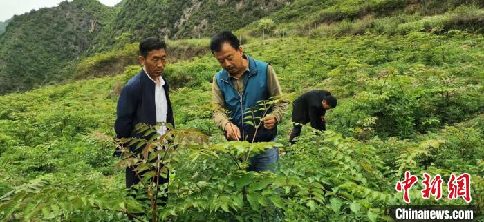 圖為張金利調研適合阿拉村種植的農(nóng)作物，經(jīng)過不斷改良技術后，產(chǎn)量大大提高。(資料圖)甘肅省水利廳供圖