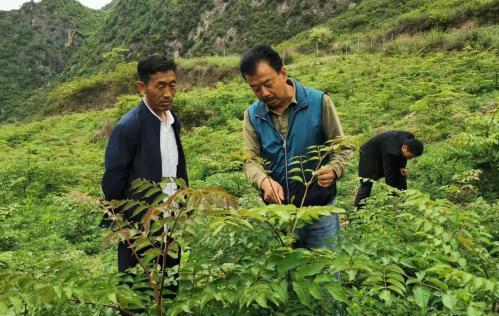 圖為張金利調(diào)研適合阿拉村種植的農(nóng)作物，經(jīng)過不斷改良技術(shù)后，產(chǎn)量大大提高。(資料圖)甘肅省水利廳供圖