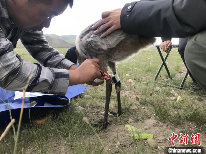 圖為研究人員為黑頸鶴佩戴GPS跟蹤設備。祁連山國家公園青海省管理局供圖