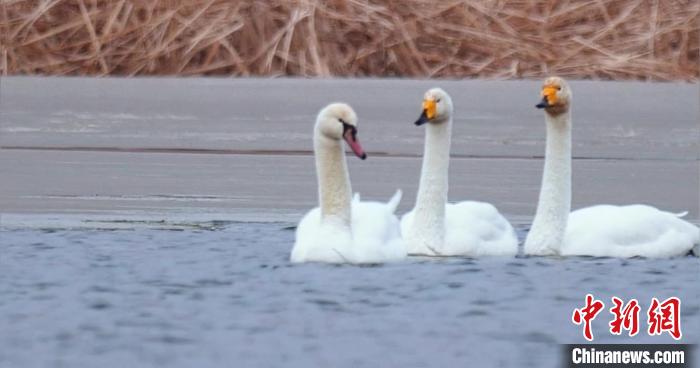 圖為疣鼻天鵝與大天鵝?！∏嗪夜珗@觀鳥協(xié)會供圖 攝