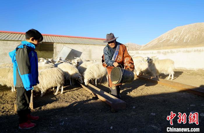 圖為哇保和孫子正在喂羊。　才項什姐 攝