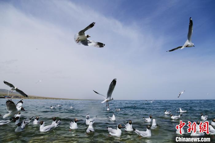 圖為水鳥在青海湖飛翔?！●R銘言 攝