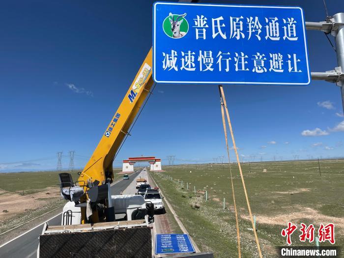 圖為青海省海北州剛察縣設(shè)立的普氏原羚通道警示牌?！∏嗪Ｊ『１敝萑嗣駲z察院供圖