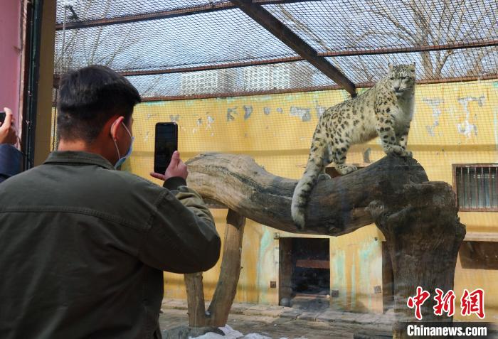 圖為雪豹“奶爸”史壽軍正在直播?！●R銘言 攝