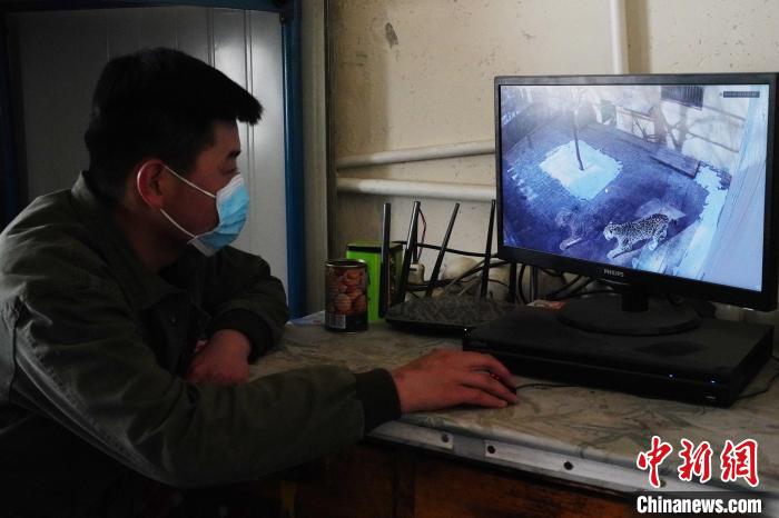 圖為雪豹“奶爸”史壽軍通過監(jiān)控察看雪豹情況?！●R銘言 攝