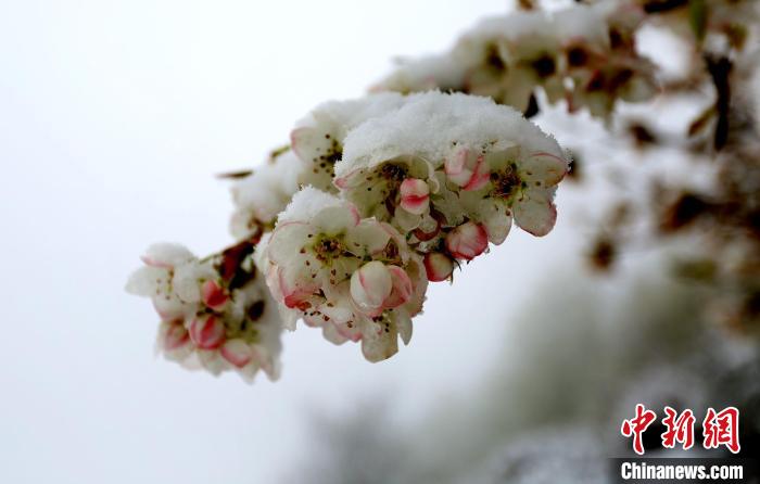 花兒被冰雪覆蓋?！±钣腊?　攝