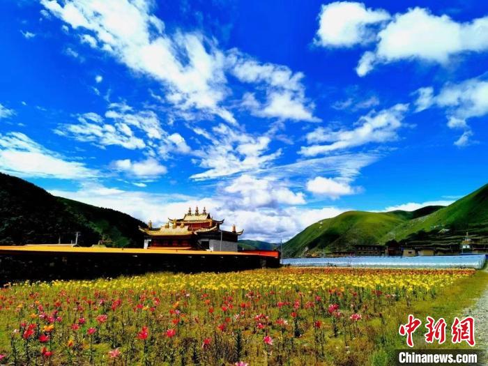 近百畝百合花競相開放，景色誘人?！∪捞量h委宣傳部供圖