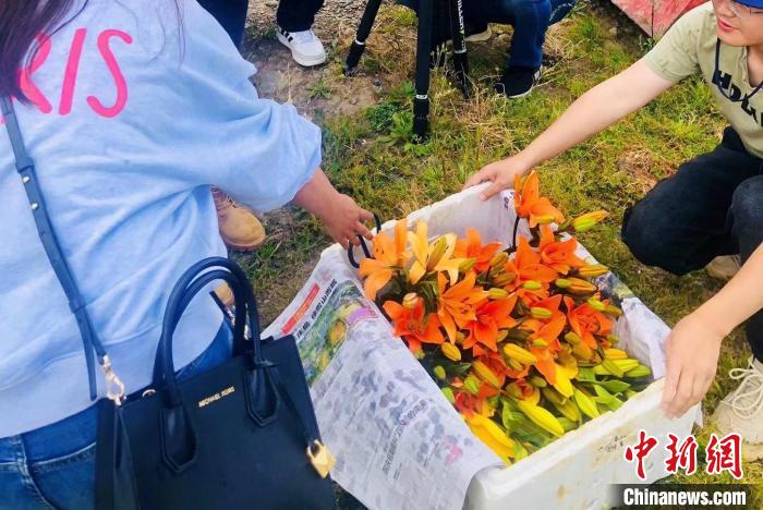 村民采摘百合花?！∪捞量h委宣傳部供圖
