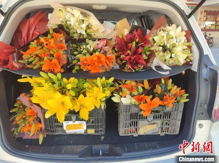 剛剛采摘下來的百合花。　壤塘縣委宣傳部供圖