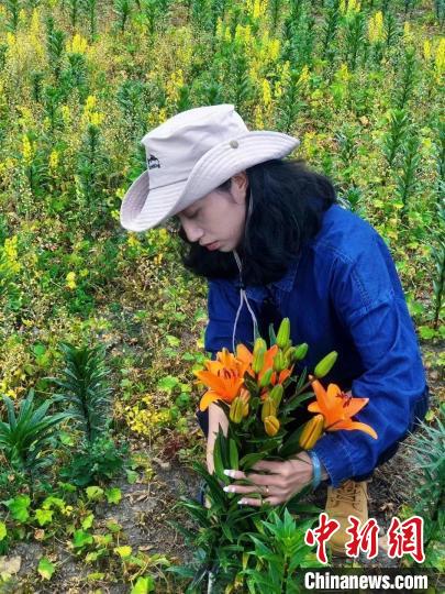 村民采摘百合花?！∪捞量h委宣傳部供圖