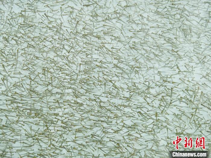 圖為密集培育的魚苗。　張?zhí)砀?攝