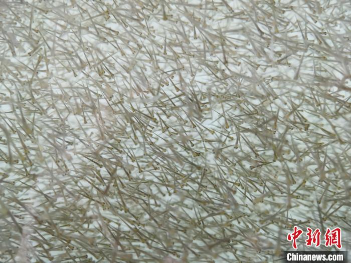 圖為密集分布的魚苗?！?zhí)砀?攝